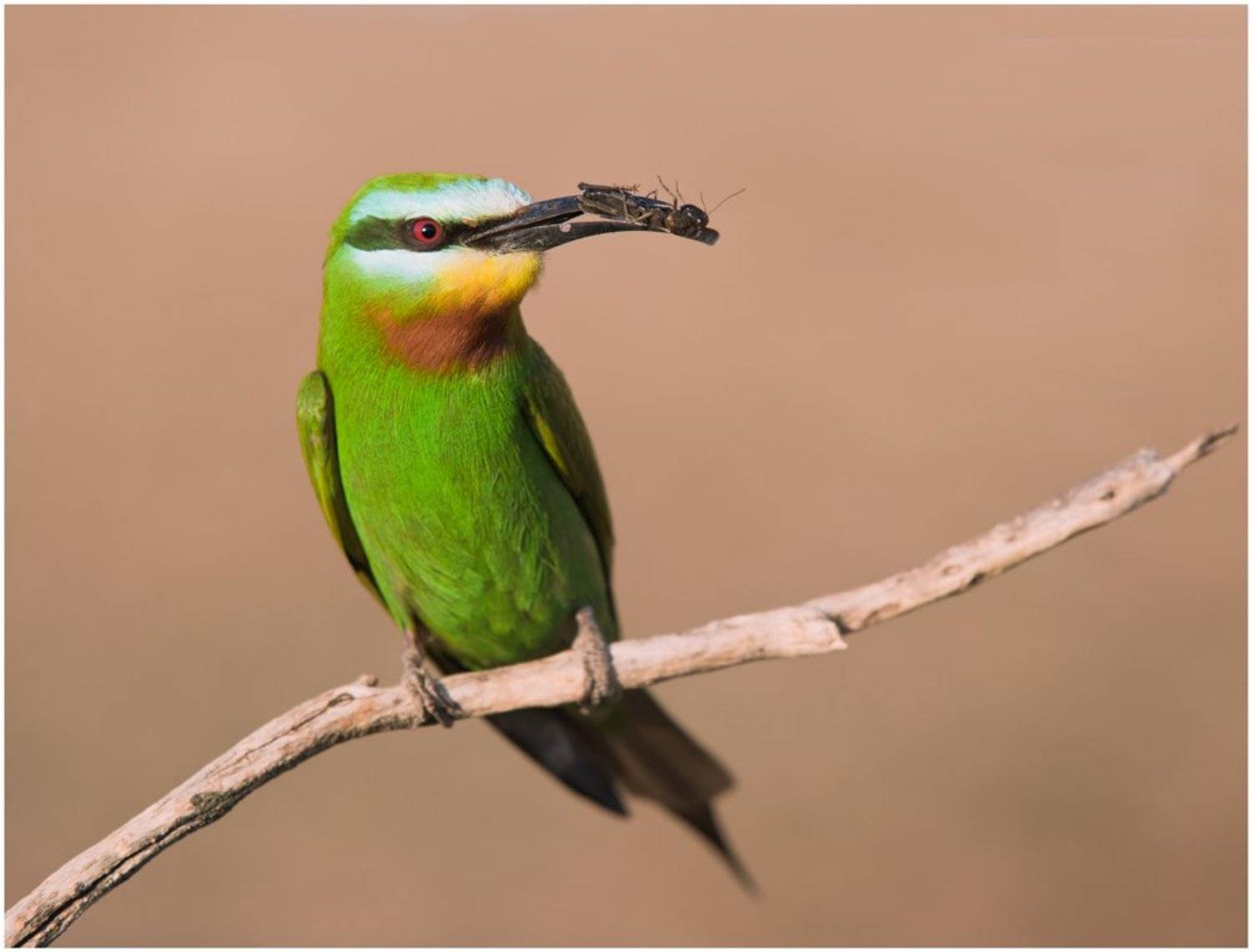 зеленая щурка,птицы,фотоохота, Ravilin