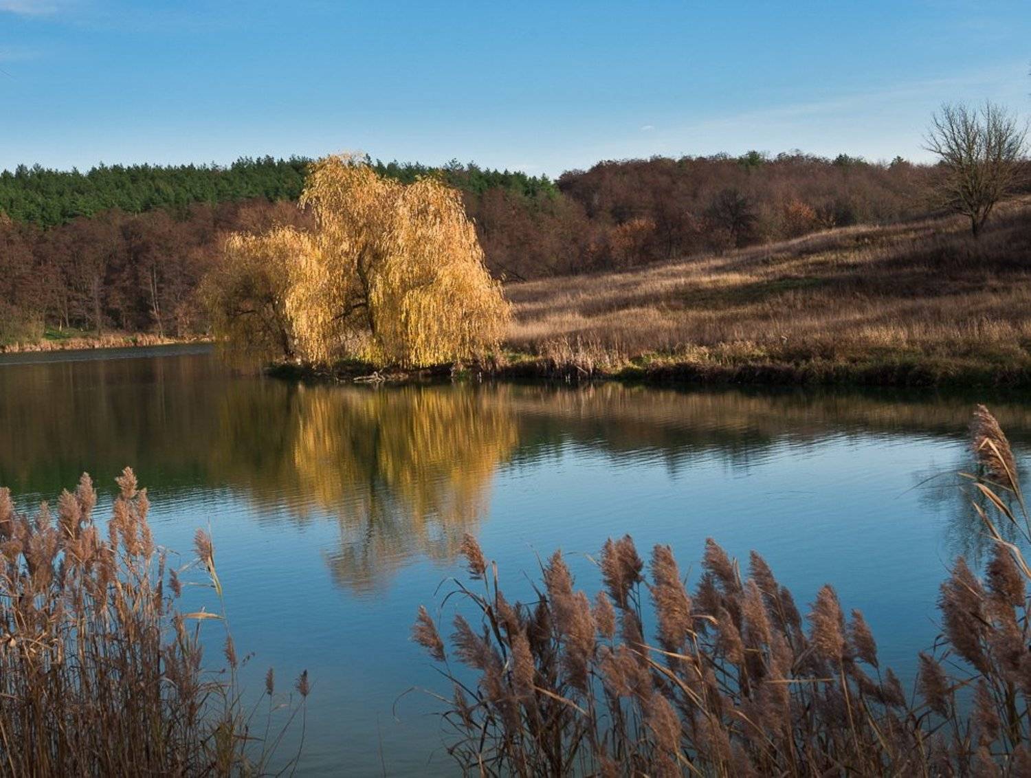 озеро, ноябрь, небо, отражения, ива, Elena