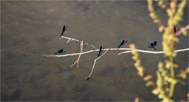 природа *** фото превью