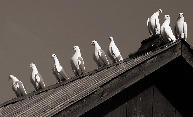 конкурс красоты фото превью