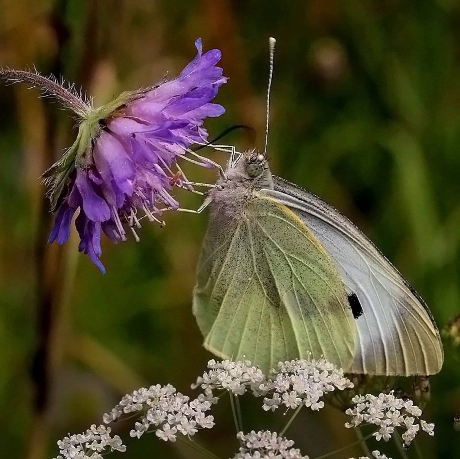 , Василий Черкасский