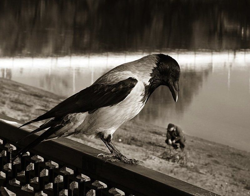 кто ты, птица? фото превью