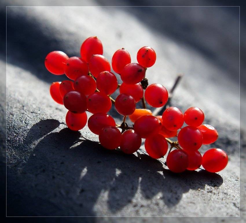 , Лана Тополева