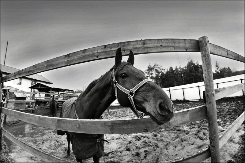 Глаз Лошади фото превью