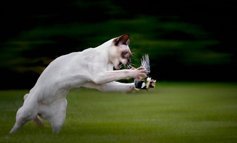 Кошачья серия фото превью