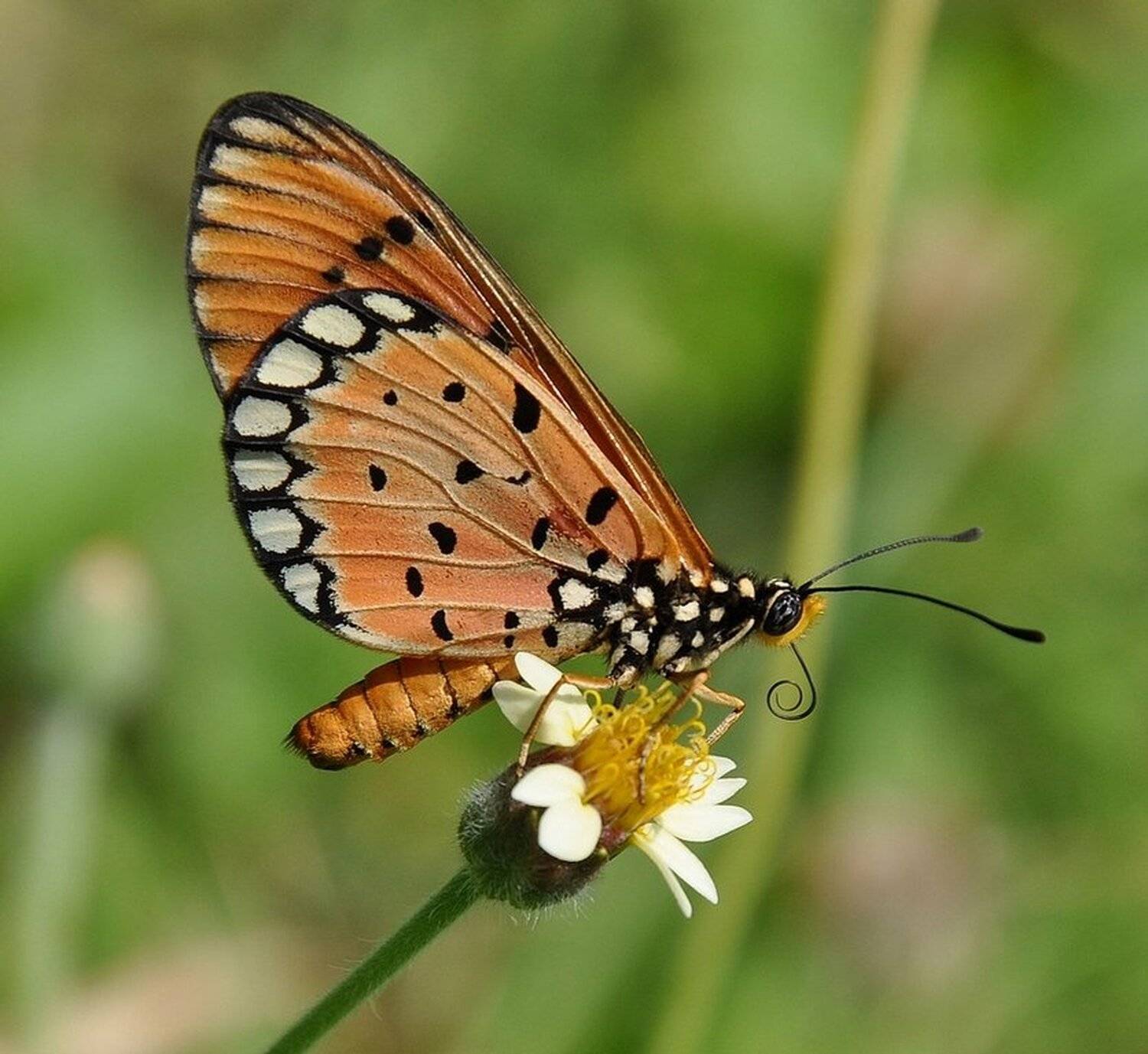 макро,бабочка,нимфалида,nikon 90,, Алексей