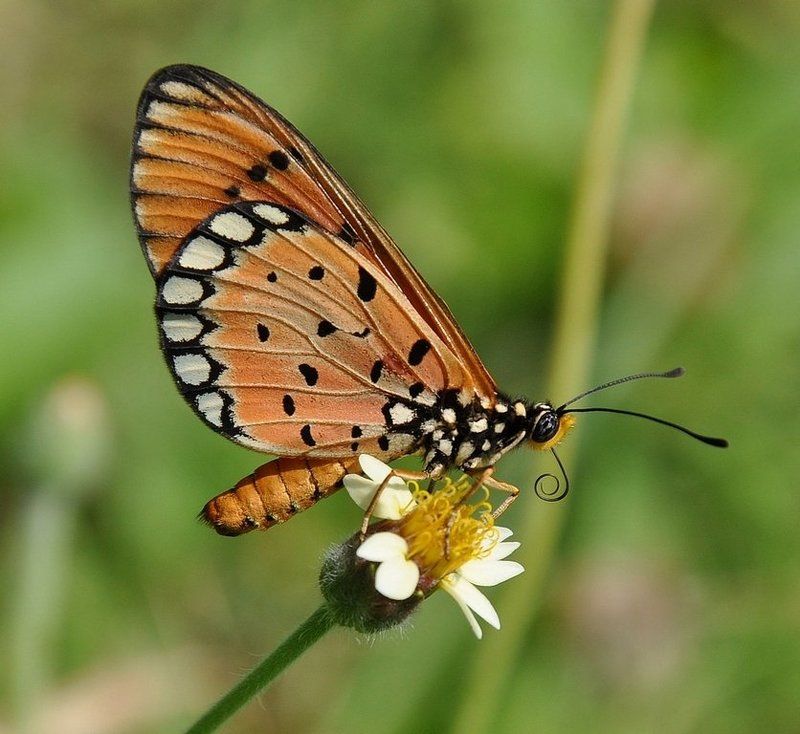 макро,бабочка,нимфалида,nikon 90, Пожалуйста , не улетай ! фото превью