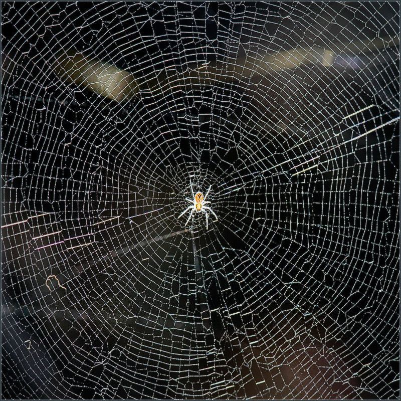 Центровой фото превью