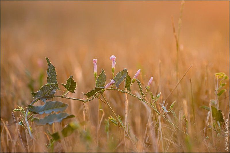 поле, вечер, вьюнок полевой, convolvulus arvensis l Оставшийся в живых фото превью