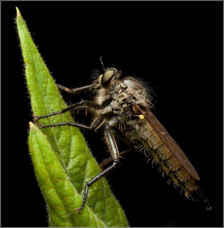 граф фото превью