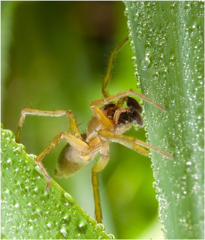 ловец бисера фото превью