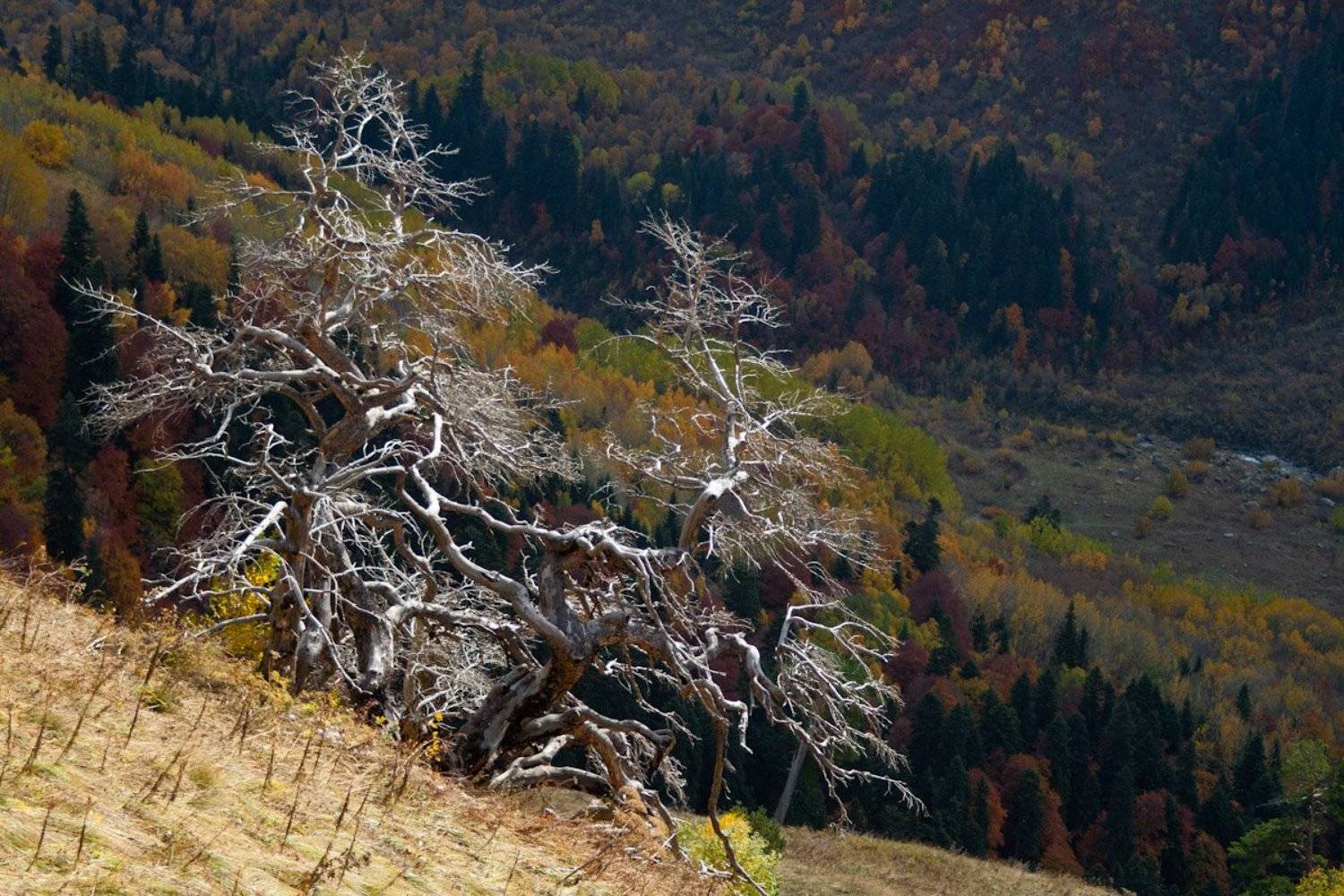 деревья, ветки, осень, Динара