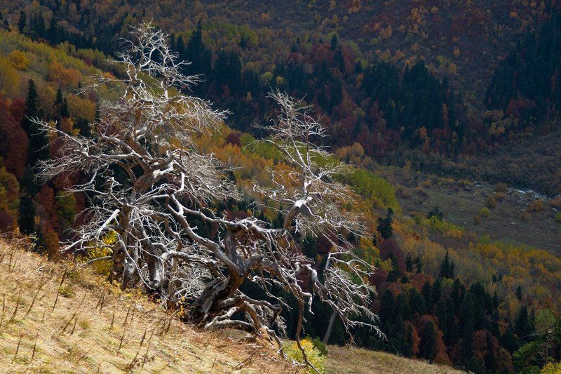 деревья, ветки, осень Отполированные ветром и дождём фото превью