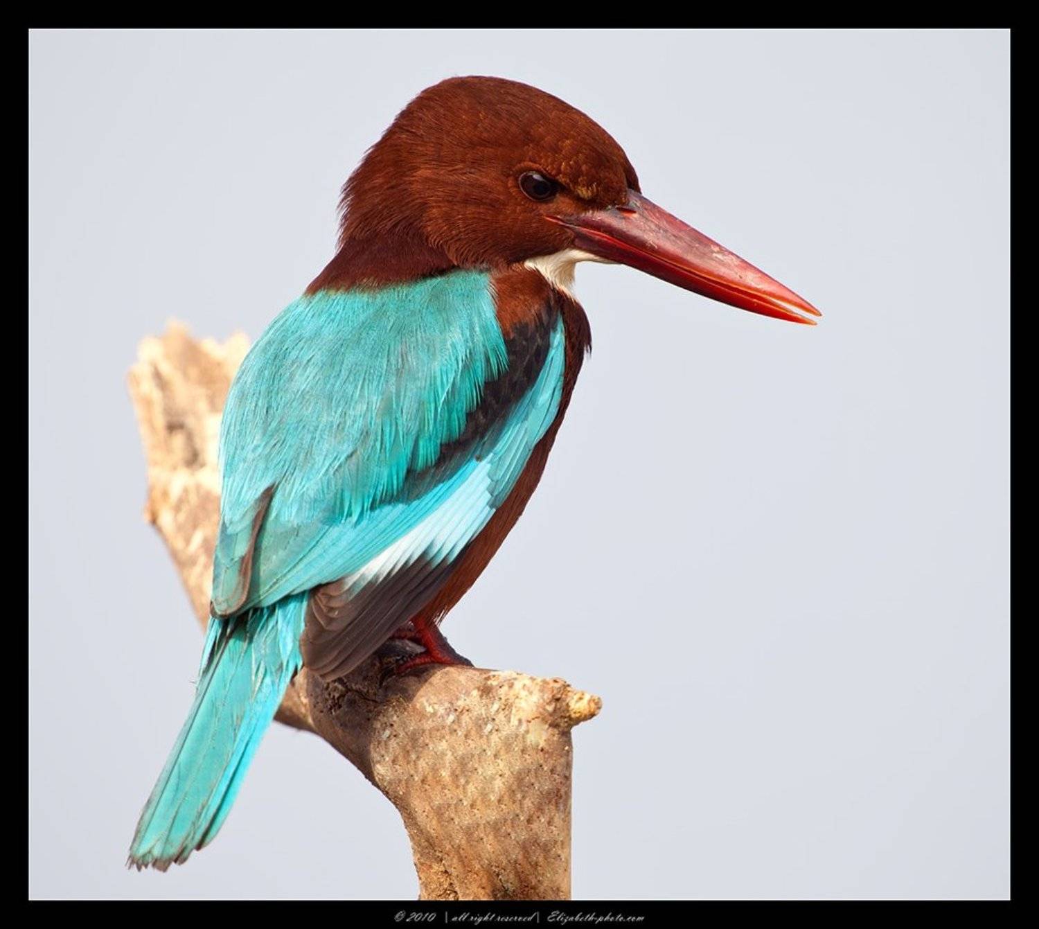 зимородок, white, breasted, kingfisher, halcyon, smyrnensis, израиль, Elizabeth Etkind