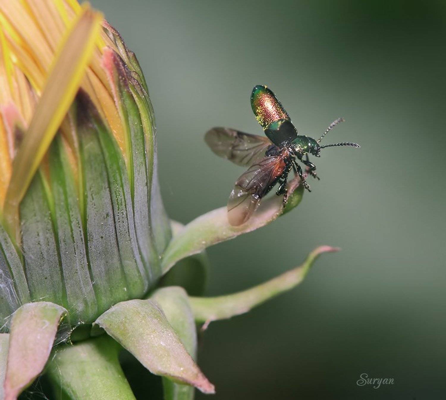 лето, маленький, жук, Олег Сурьянинов