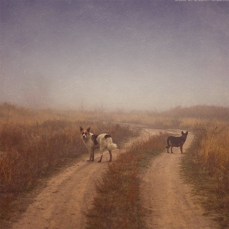 Преданность... фото превью