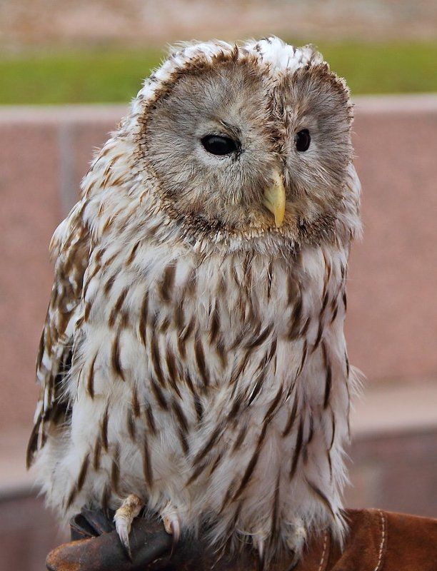 птицы, сова,животные Сова фото превью