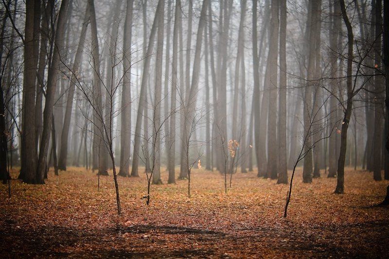 **** фото превью