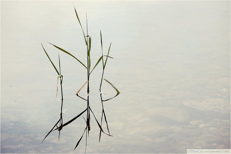 травинки, ария, опера, неизвестное, исполнение Ария из неизвестной оперы фото превью