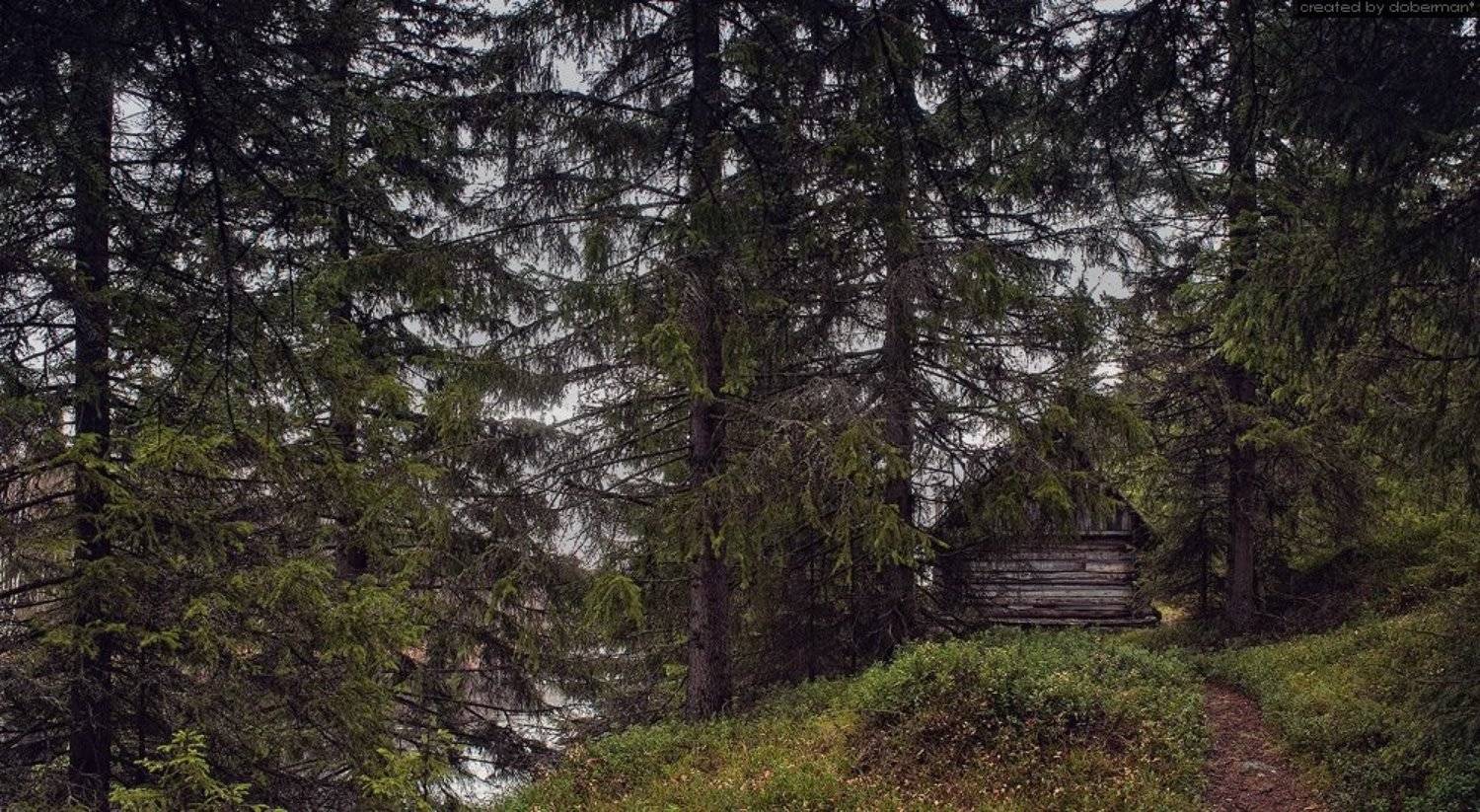 карелия, лес, хижина, старый дом, Денис Богомолов