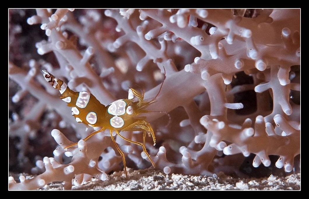 креветка, Дмитрий