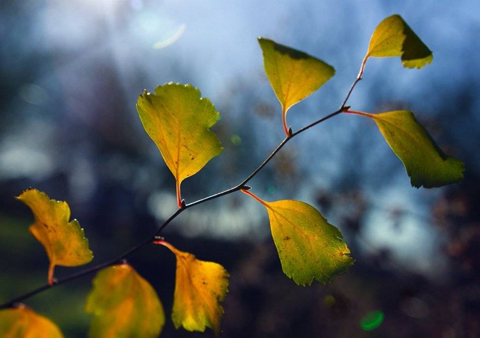 , Лана Тополева