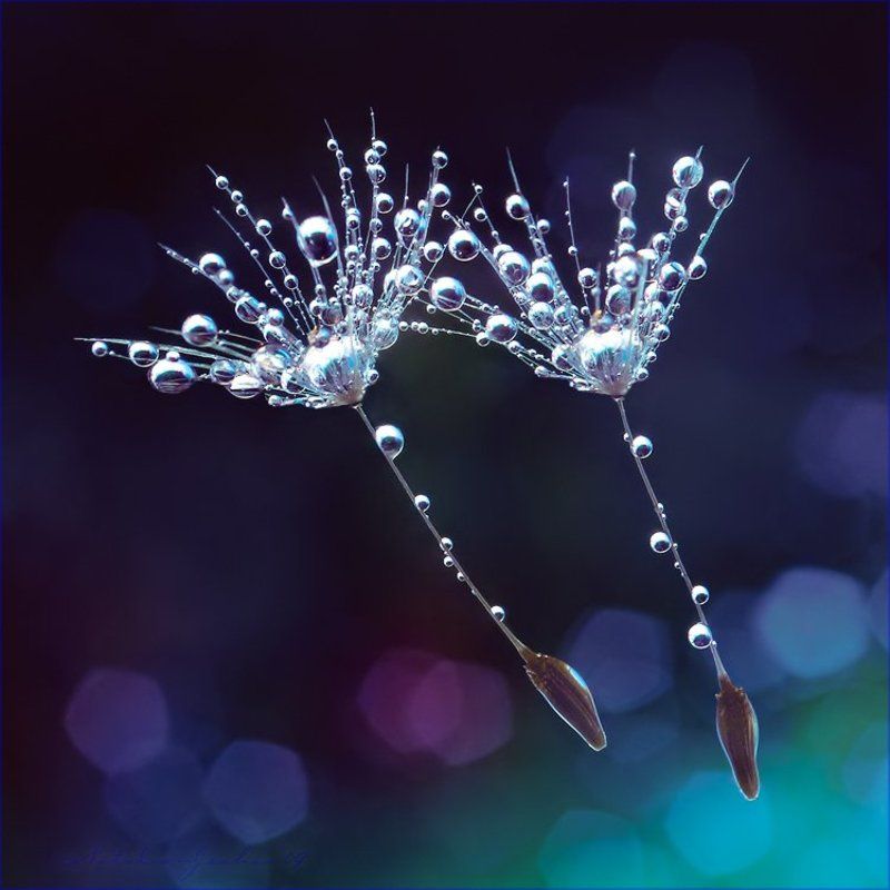 drop, water, air, капля, вода, воздух, natalia, jeshoa art-macro D r e a m D a n c e...ll фото превью