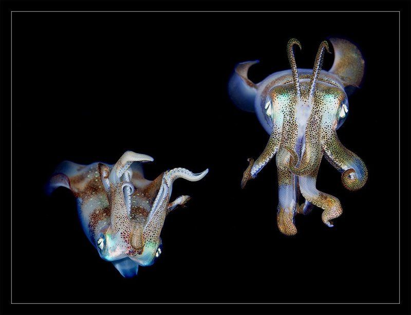 Ночные танцы фото превью