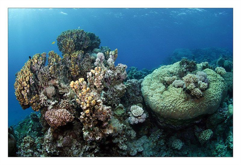 кораллы, риф, море Красное фото превью