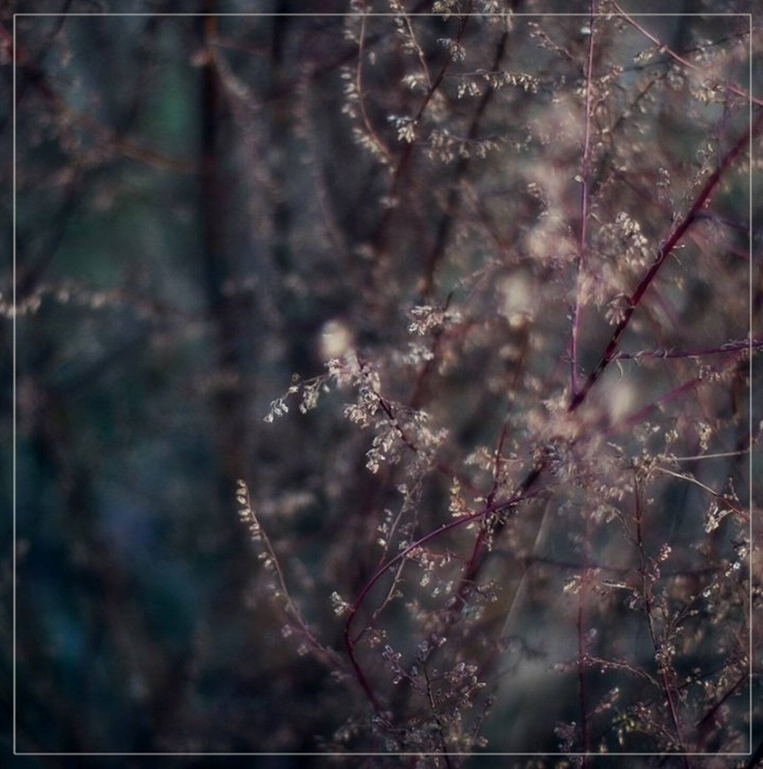 природа, трава, Kenedzumi