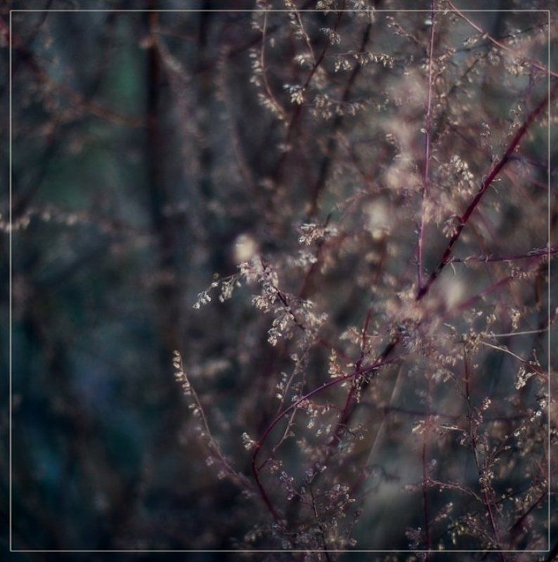 природа, трава Дикие травы фото превью