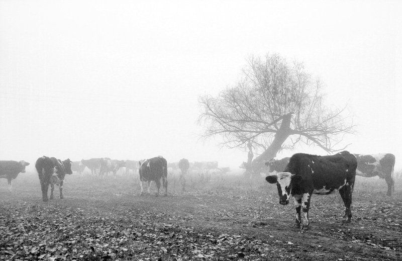 (табор уходит в небо) фото превью