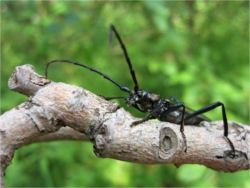 Гусар фото превью