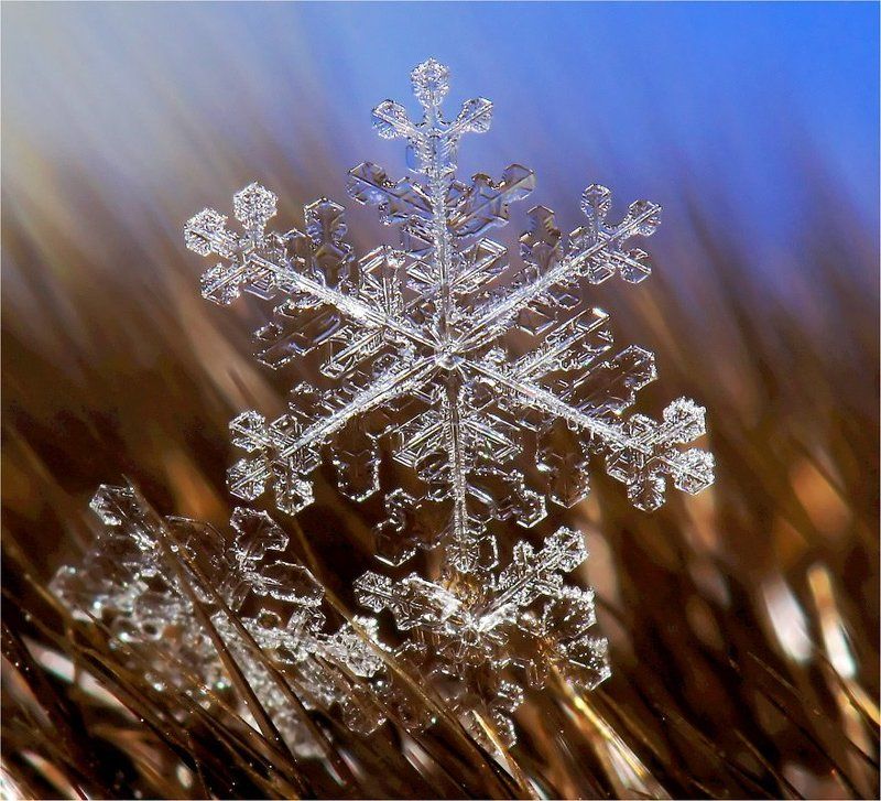 Частичка зимы. фото превью