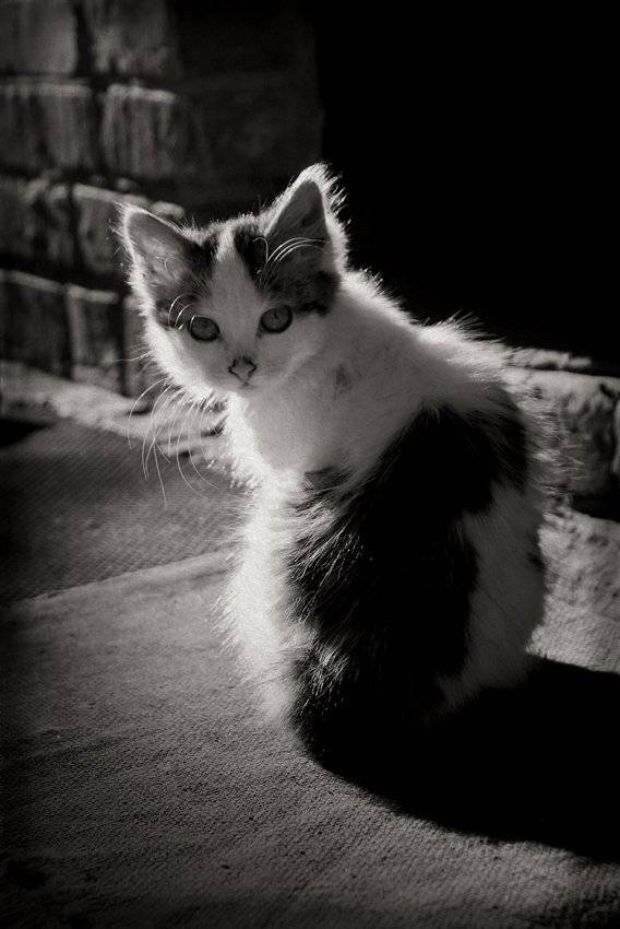 , Лана Тополева