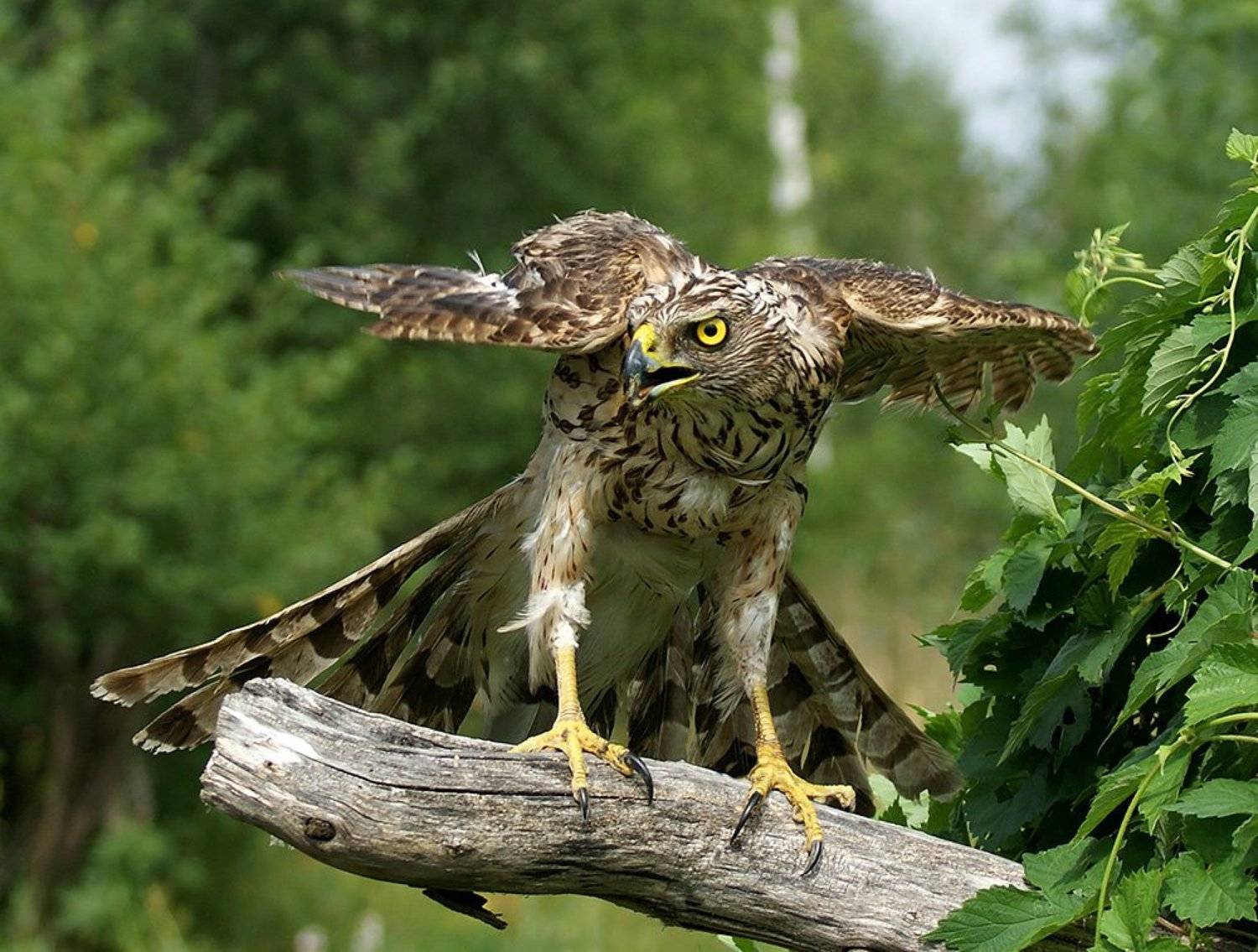 фотоохота, птица, сокол, природа,, Svetlana Karnauh Карнаух