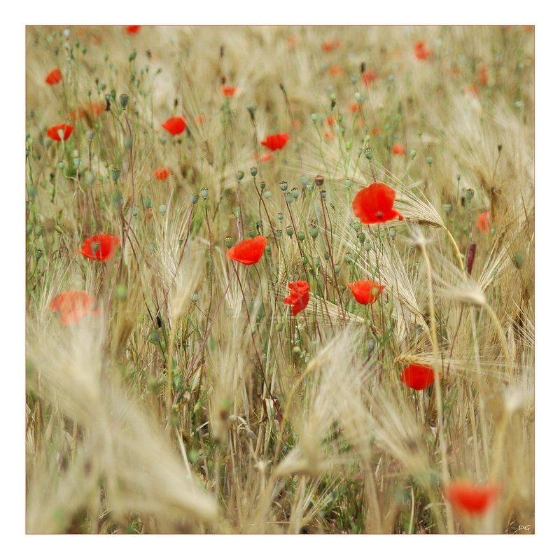 маки, рожь, поле Хлебно-маковая ... фото превью