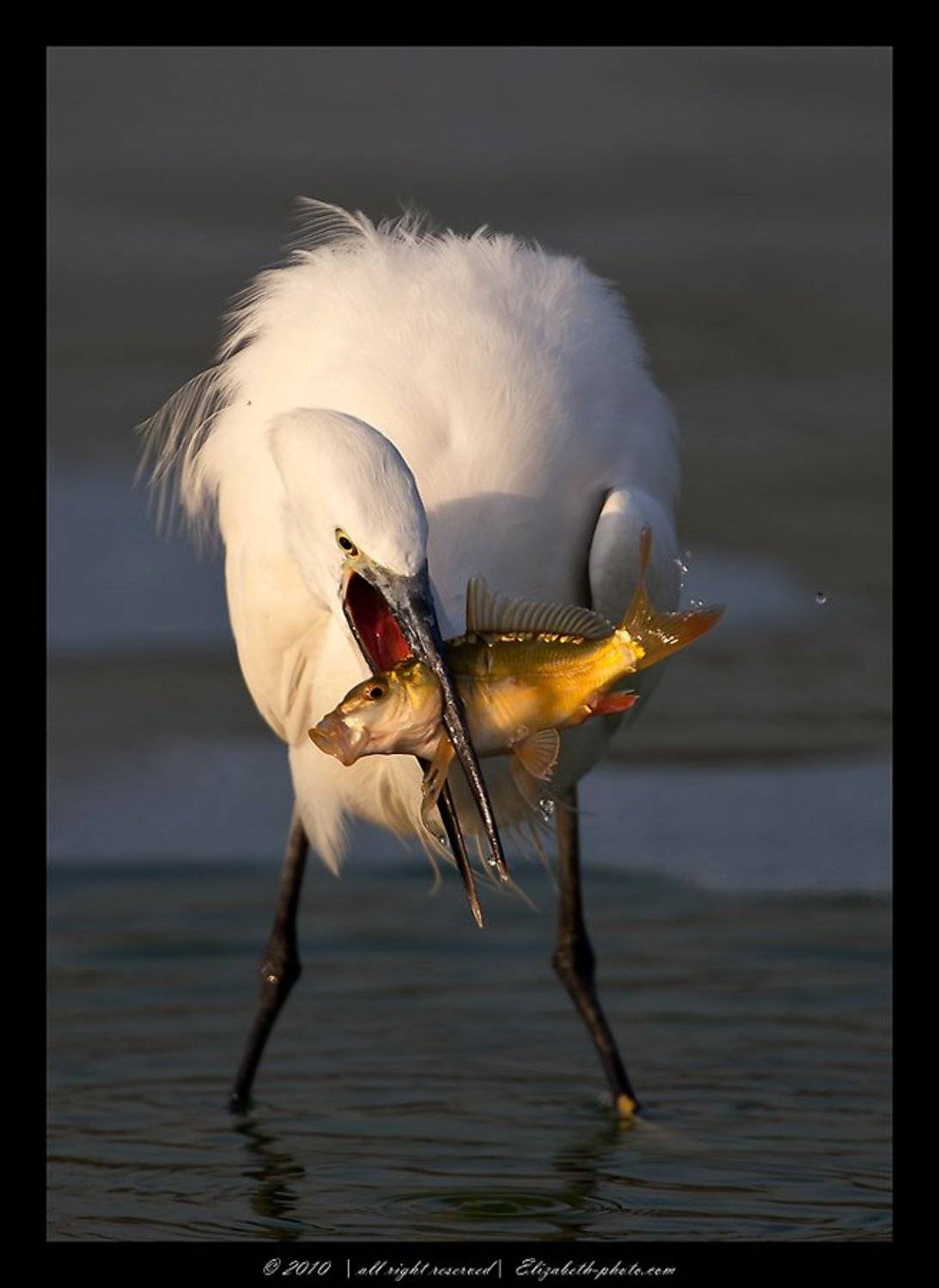малая, белая, цапля, egretta, garzetta, израиль, Elizabeth Etkind