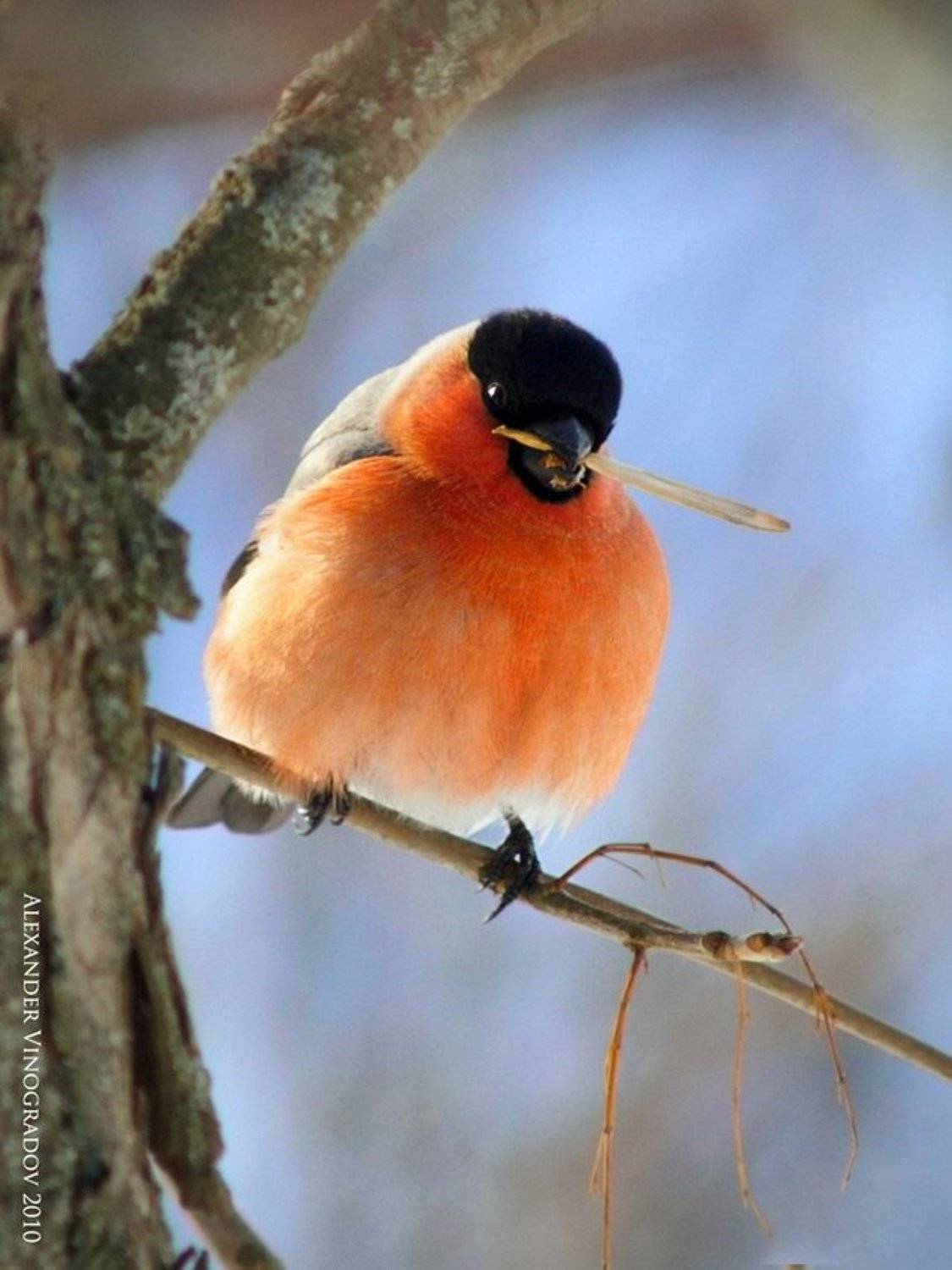 , Александр Виноградов
