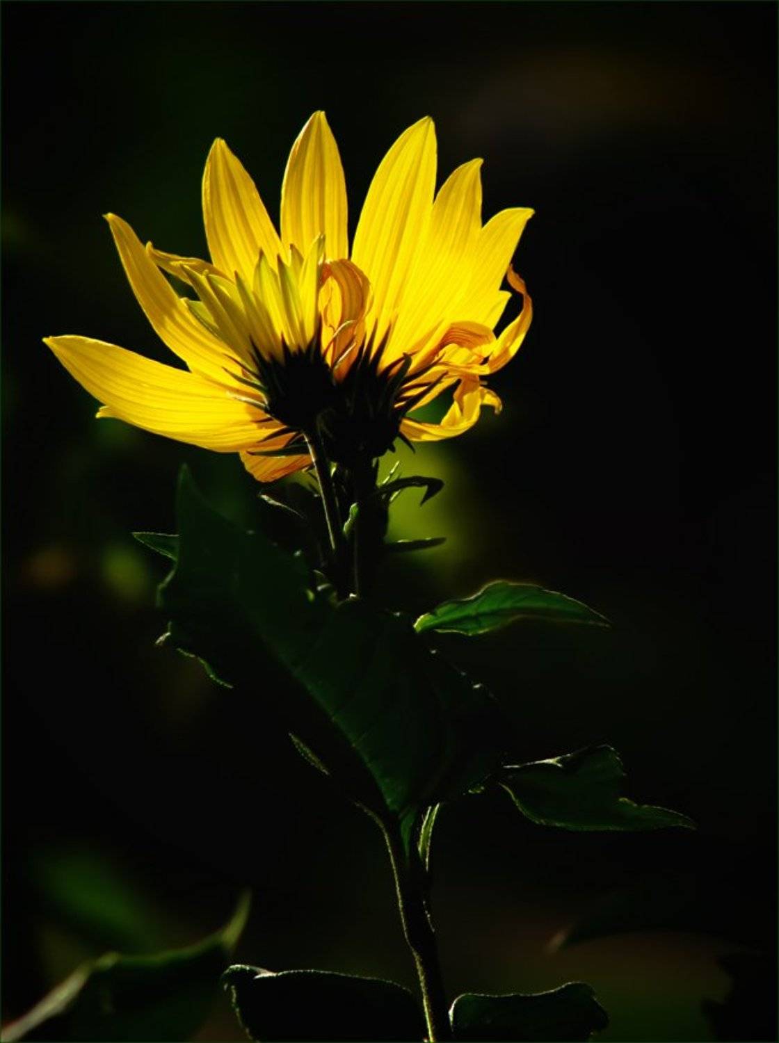 растение, топинамбур, цветы, флора, ЦокоТушка