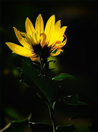 Топинамбур