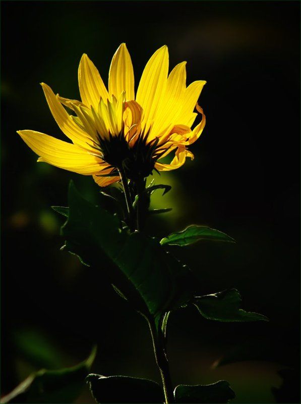 растение, топинамбур, цветы, флора Топинамбур фото превью