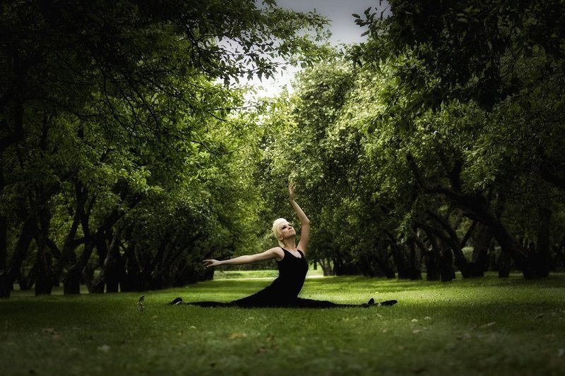 Чёрный лебедь фото превью