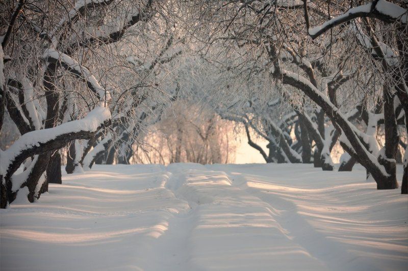 зима, москва, коломенское, дорога Дорога в зиму фото превью