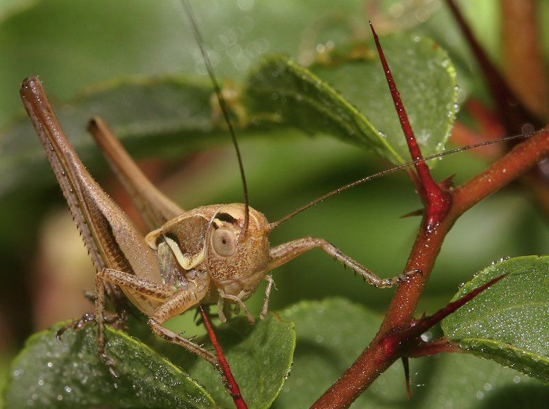 лето, трава, кузнечик Напугали блин колючкой... фото превью