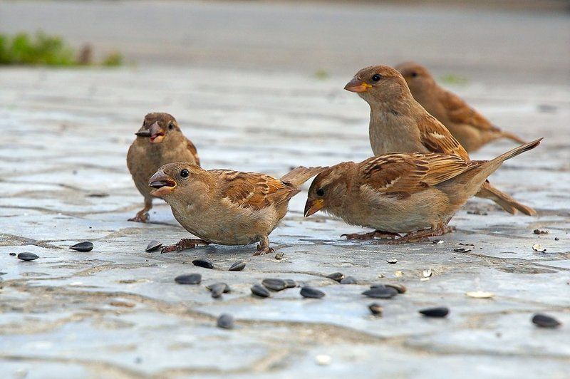 воробей Воробей - мелкая или средняя по величине птица плотного сложения с мощным, конусовидным клювом, приспособленным для шелушения и дробления семян...    Википедия фото превью