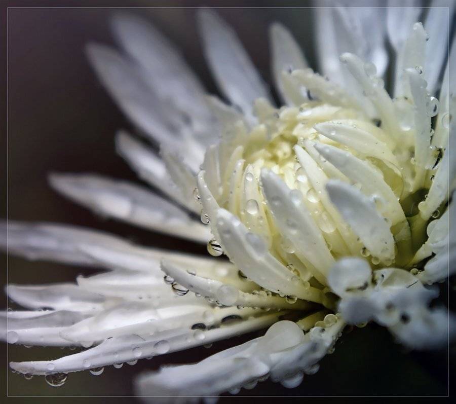 , Лана Тополева