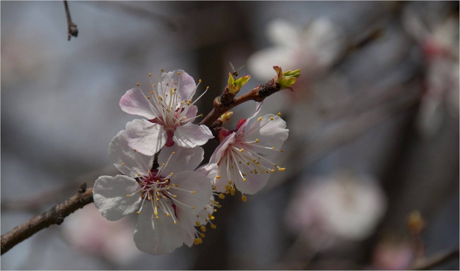 природа, Геннадий Меремьянин