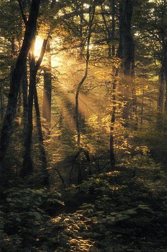 Уссурийское утро