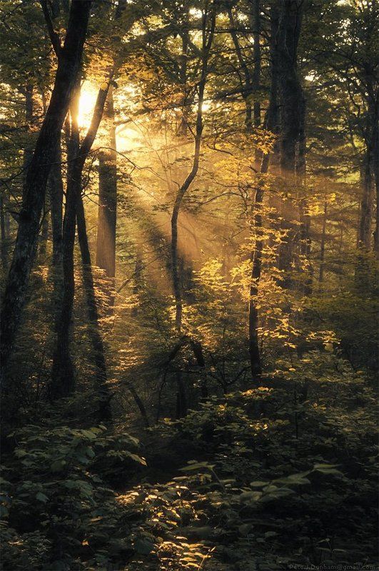 уссурийский, край, приморский, тайга, рассвет, утро, лето, дебри, подлесок Уссурийское утро фото превью